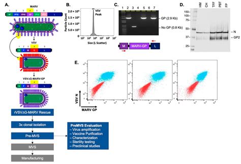 Nonhuman Primates Are Protected against Marburg Virus Disease by ...