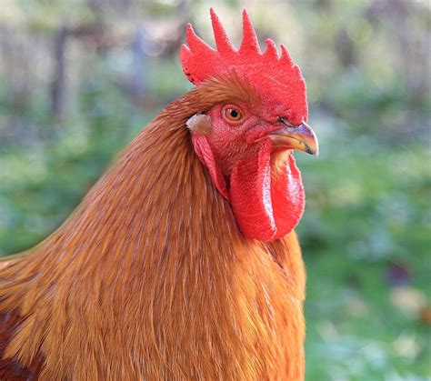 New Hampshire • Insteading Chicken Breeds Guide