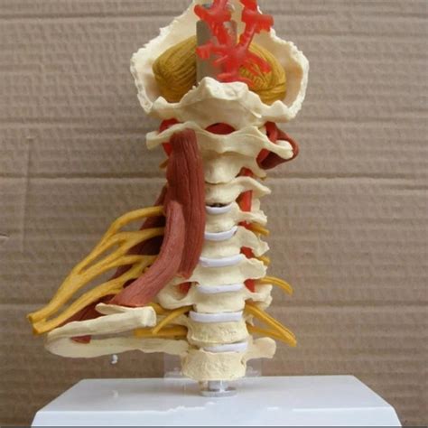 Jual Manekin Alat Peraga Model Tulang Belakang Cervical Vertebrae ...