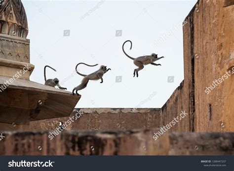 Image result for Monkey Behavior