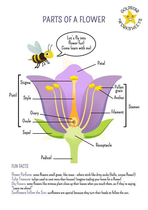 Diagram Of A Flower And Its Parts