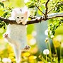 Image result for Cute Animal Spring Desktop