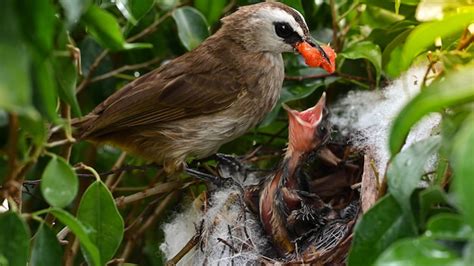 Close-up of bird perching on a plant | Premium Photo