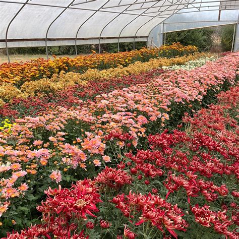 Heirloom Chrysanthemum Growing Guide - Farmer Bailey Inc.