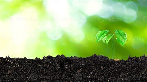 Image result for Background for Tree Planting