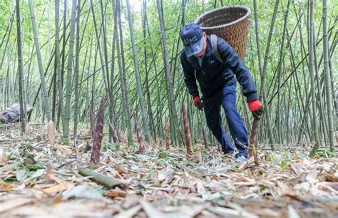 贵州赤水：竹林深处采笋忙-人民图片网