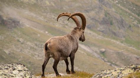 Wallpaper alpine ibex, goat, mountains, horns hd, picture, image