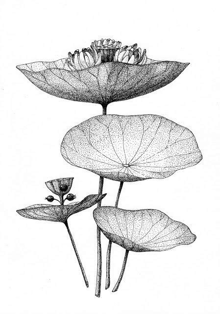 Le Procrastinateur | 点描アート, インクアート, 花のスケッチ