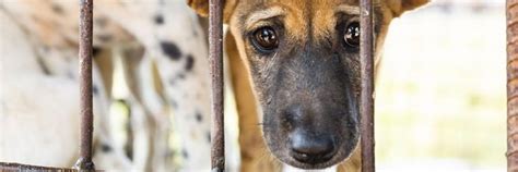 Police in Indonesia intercept a notorious dog meat trader, saving over ...