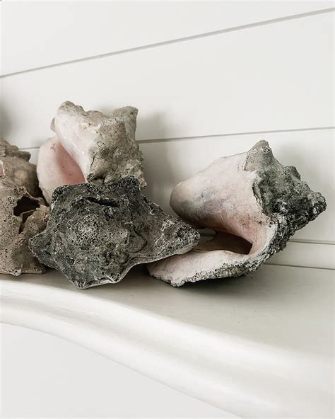 Image result for How to Remove Fossilized White From Conch Shells