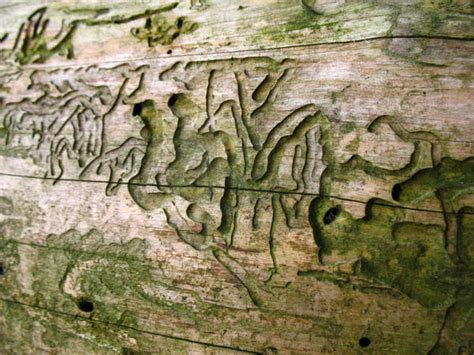 alien language by weissermohn on DeviantArt