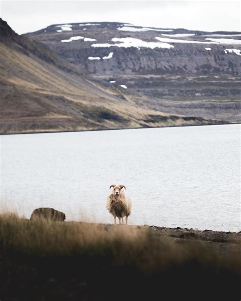 WILDLIFE OF ICELAND | Icelandic Explorer
