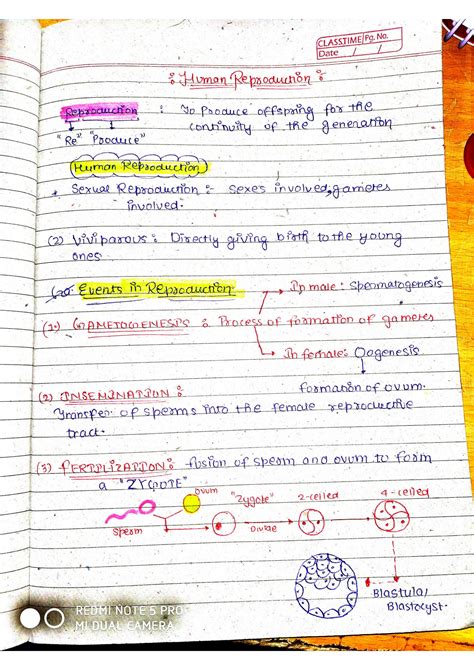 Image result for Reproduction in Human Beings Class 12