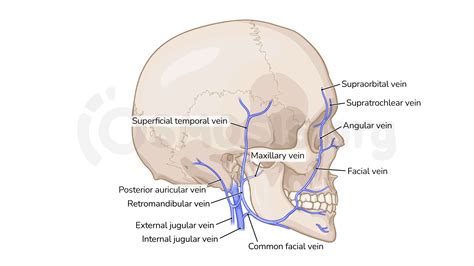 Posterior Auricular Nerve Block