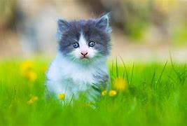 Image result for World Cutest Baby Kitten