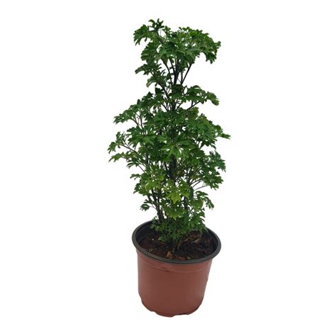 Shop Arelia Golden Plant | Best Price