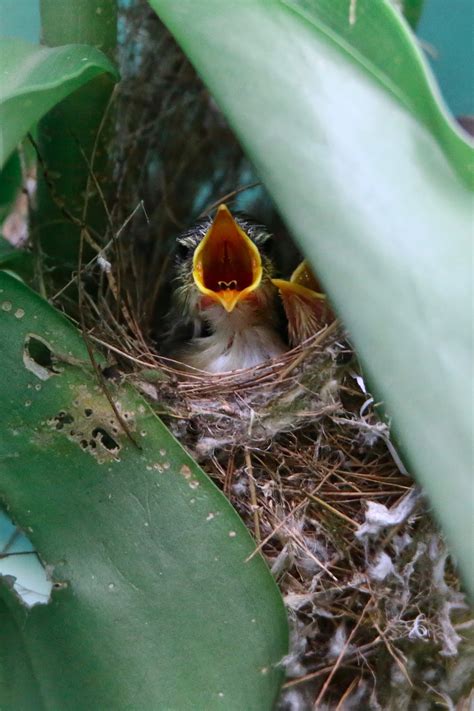Ashy Prinia Hatched; And Nursing its Young