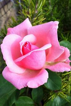 fiore la rosa i colori cuore significato colore rosa fiore la rosa i colori cuore significato colore rosa