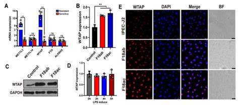 Comprehensive Analysis Revealed the Potential Roles of N6 ...