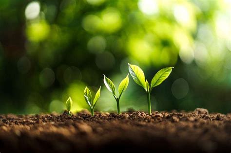 Image result for Plant 3D Python Script