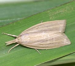 TNAU Agritech Portal :: Crop Protection