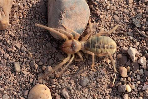 Are Camel Spiders Poisonous