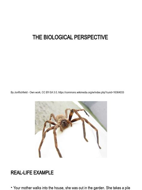 Biological Perspective Examples 的图像结果
