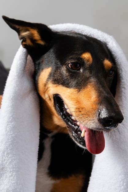 Adorable chien souriant couvert de serviette | Photo Gratuite