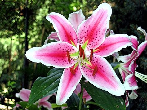 Free Images : flower, petal, spring, botany, flora, flowers, lilies ...