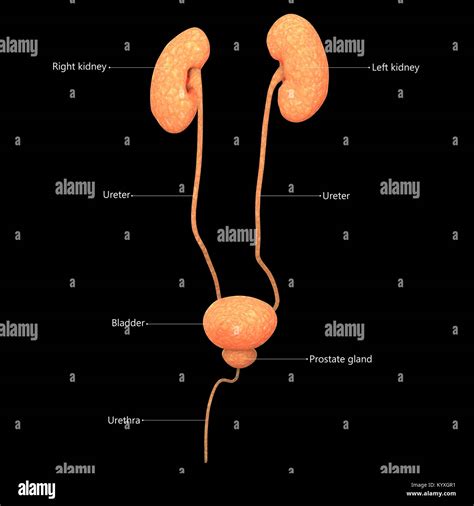 Male urinary system hi-res stock photography and images - Alamy