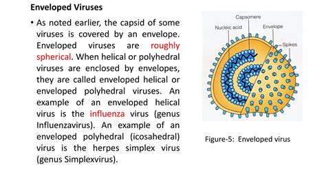 Introduction to virus | PPT - genus of influenza virus