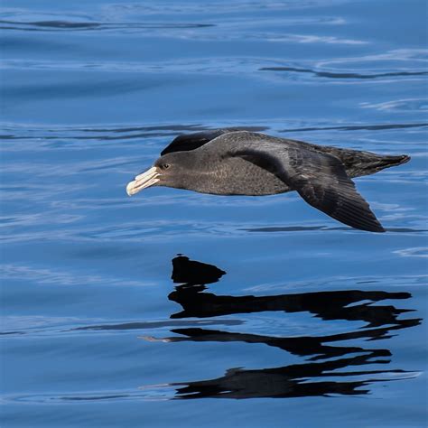 Angel Siguen | PETREL GIGANTE Ushuaia Tierra del Fuego ARG🇦🇷 # ...