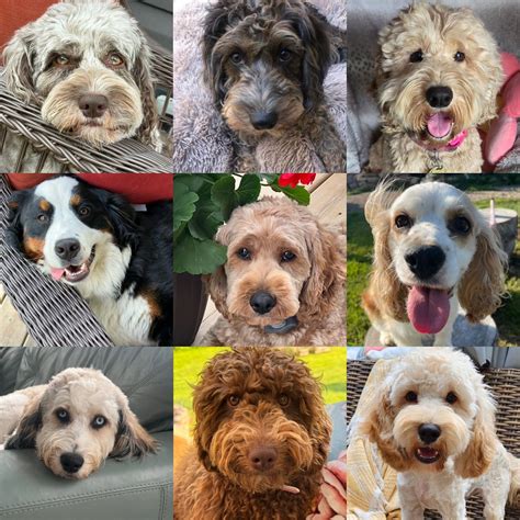 Image result for F1 Cockapoo