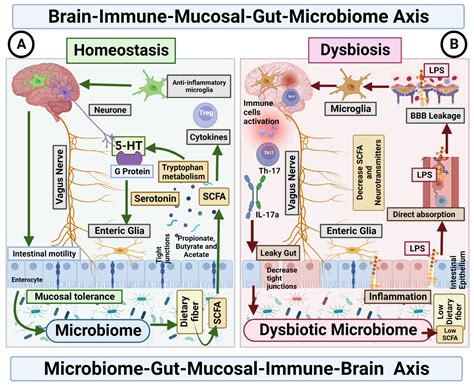 Microbiome–Gut–Mucosal–Immune–Brain Axis and Autism Spectrum Disorder ...