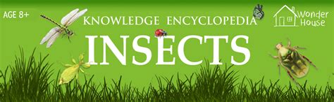 Animals - Insects : Knowledge Encyclopedia For Children : Wonder House ...