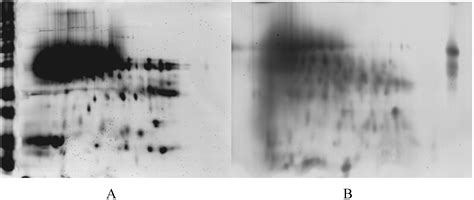 Structural Changes of Malt Proteins During Boiling