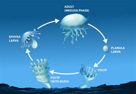 Jellyfish Reproduction