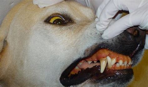 Leptospirosis in Dogs - Infectious Diseases - Merck Veterinary Manual