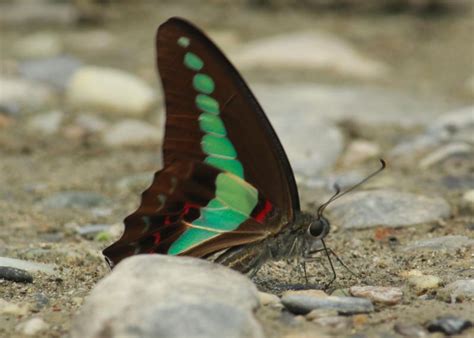 Graphium sarpedon sarpedon | Butterfly