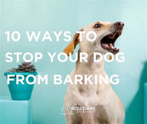 How to stop your dog from barking excessively - Equipaws Pet Services