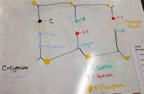 DNA Model Drawing 的图像结果