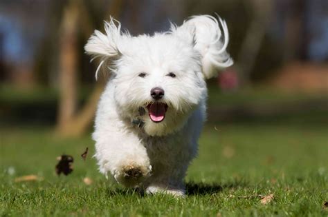 11 Small Hypoallergenic Dog Breeds