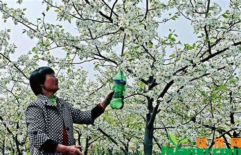 梨树不同时期的栽培管理-种植技术-中国花木网