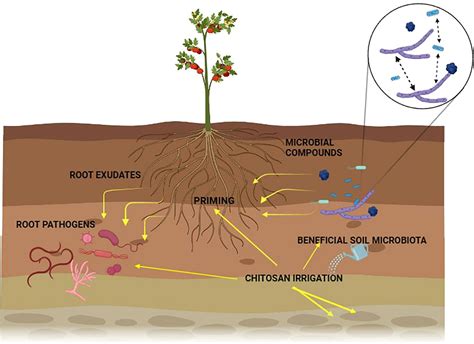 Frontiers | Chitosan and nematophagous fungi for sustainable management of nematode pests