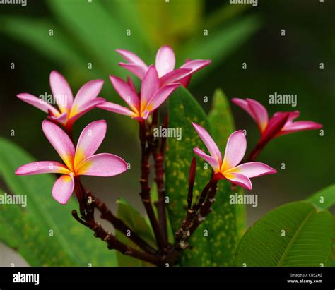 Seychelles flower hi-res stock photography and images - Alamy
