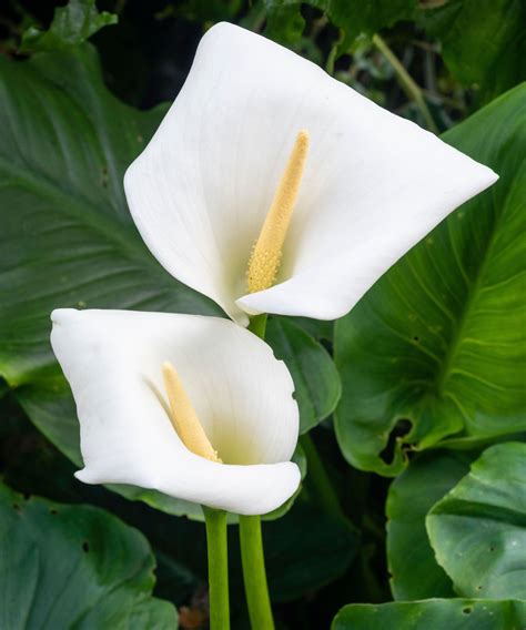 Do calla lilies multiply? Experts reveal how to grow…