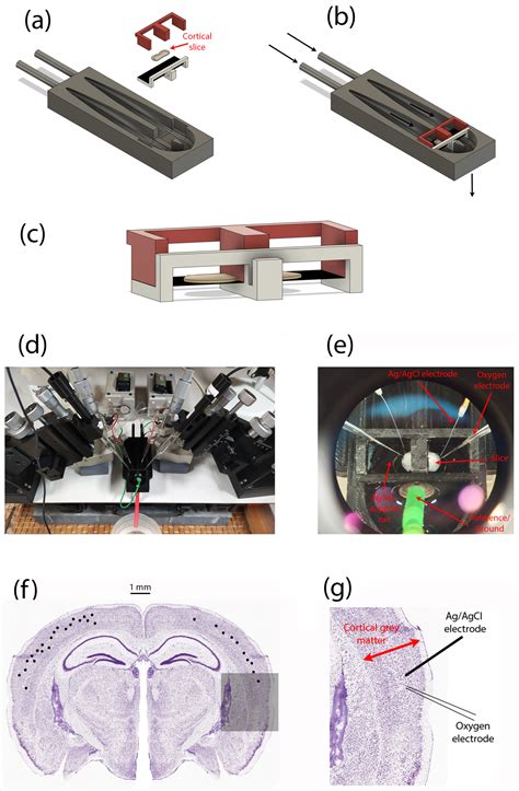 Determination of Krogh Coefficient for Oxygen Consumption Measurement ...