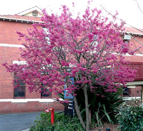 Aggregata Plants & Gardens: Winter flowering tree Taiwan Cherry (Prunus campanulata)