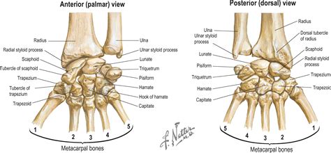 Anatomy and biomechanics of the hand - Clinical Tree