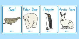 Polar Regions Animals Display Posters - Polar List